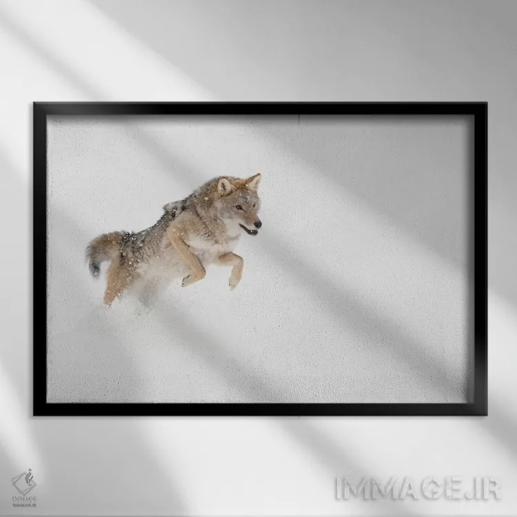 تابلو کایوت در برف، مونتانا (۱) اثر آدام جونز - نمای قابدار مشکی