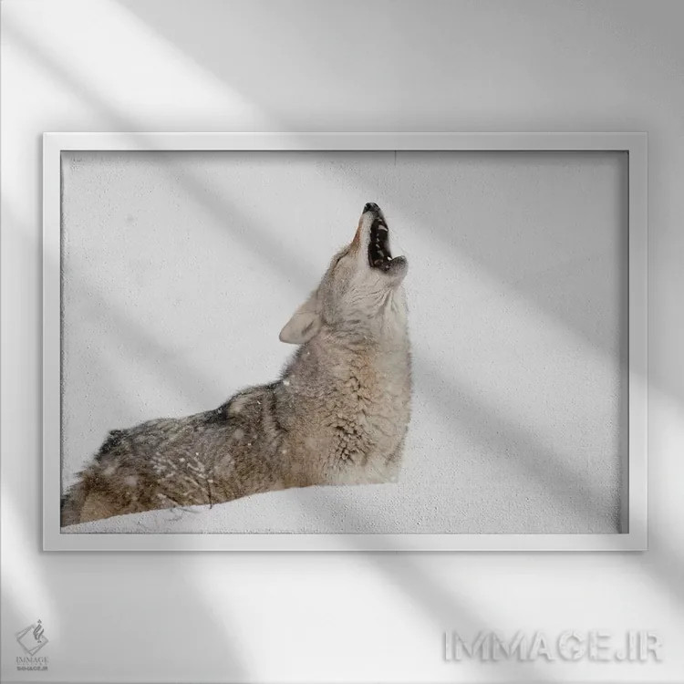 تابلو کایوت زوزهکش در برف، مونتانا اثر آدام جونز - نمای قابدار سفید