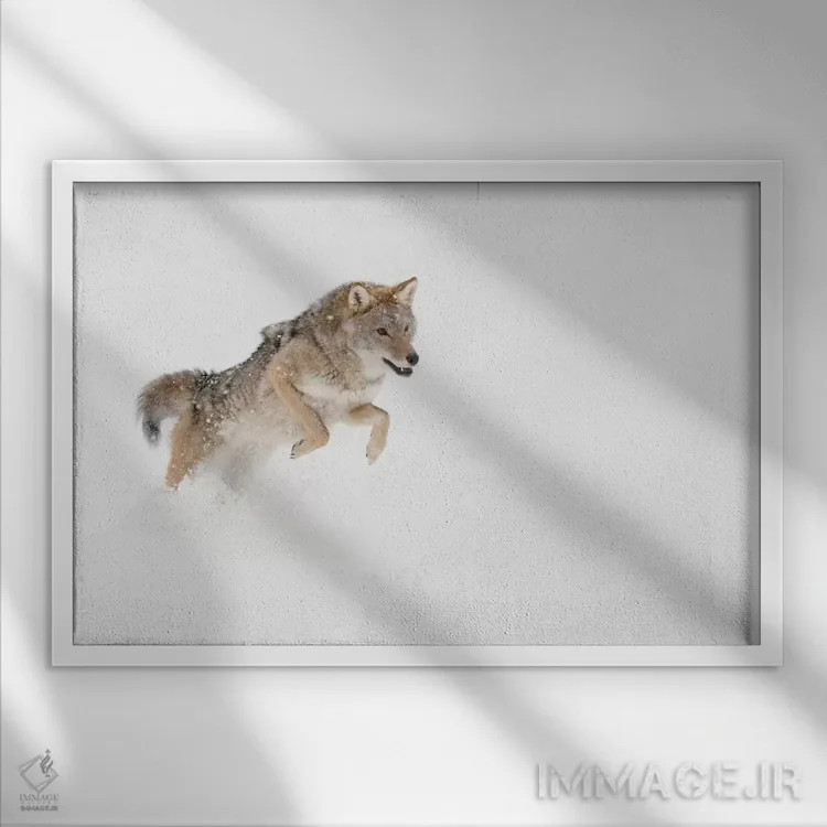 تابلو کایوت در برف، مونتانا (۱) اثر آدام جونز - نمای قابدار سفید