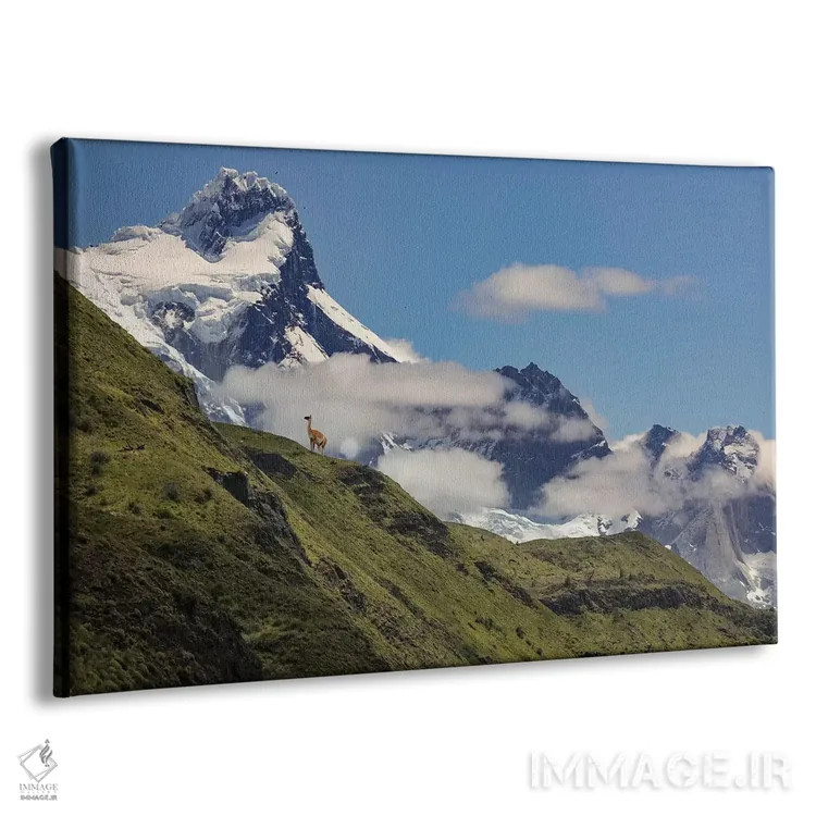 تابلو گواناکو روی شیب تند، پارک ملی تورس دل پائینه، شیلی، پاتاگونیا اثر آدام جونز - نمای پرسپکتیو محصول