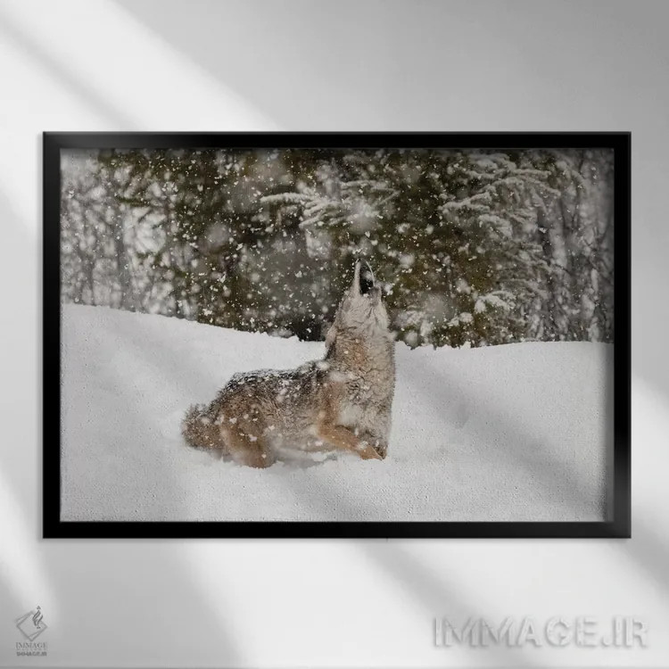 تابلو کایوت در برف، مونتانا (۲) اثر آدام جونز - نمای قابدار مشکی