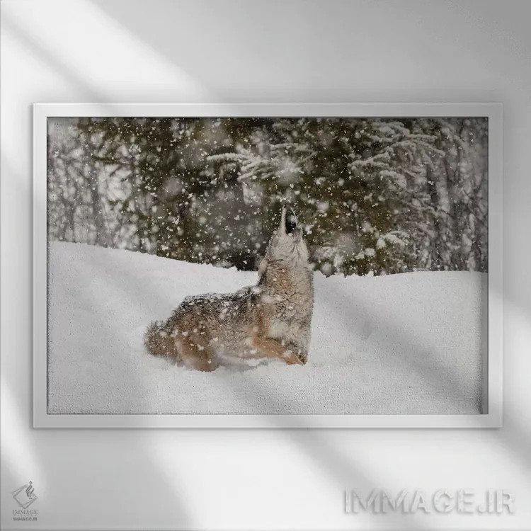 تابلو کایوت در برف، مونتانا (۲) اثر آدام جونز - نمای قابدار سفید