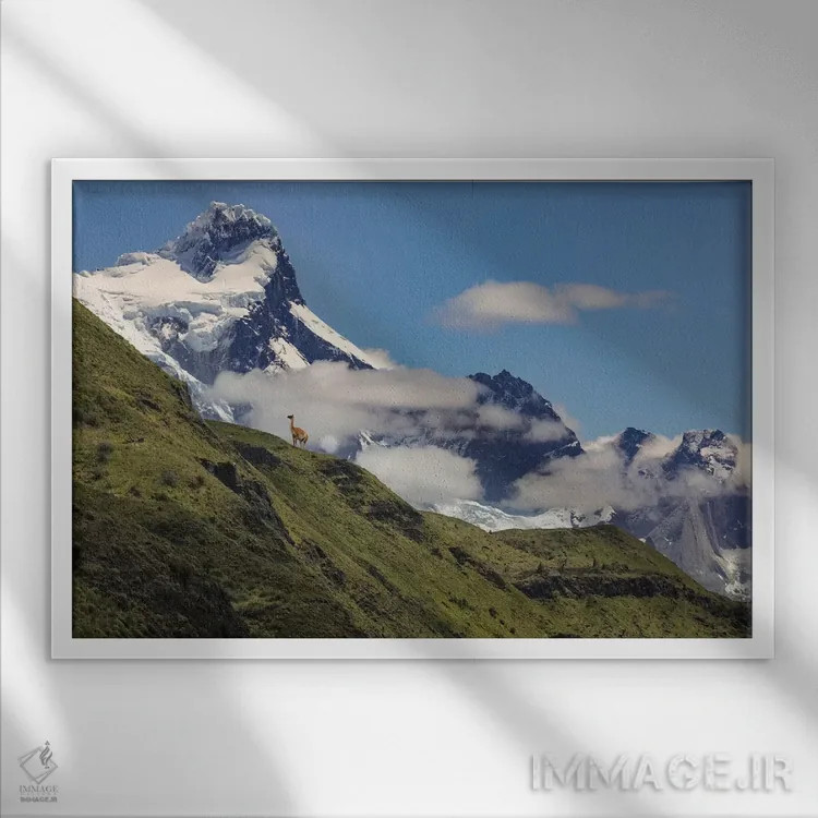 تابلو گواناکو روی شیب تند، پارک ملی تورس دل پائینه، شیلی، پاتاگونیا اثر آدام جونز - نمای قابدار سفید