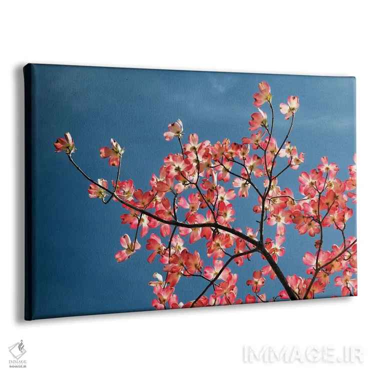 تابلو درخت داگوود صورتی در برابر آسمان آبی، لکسینگتون، کنتاکی اثر آدام جونز - نمای پرسپکتیو محصول
