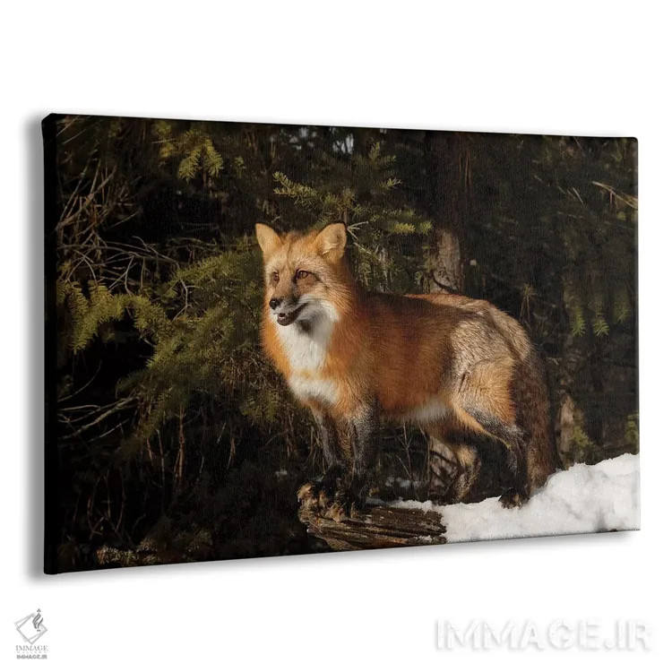 تابلو روباه قرمز در زمستان، مونتانا (گونه ولپکس ولپکس) اثر آدام جونز - نمای پرسپکتیو محصول
