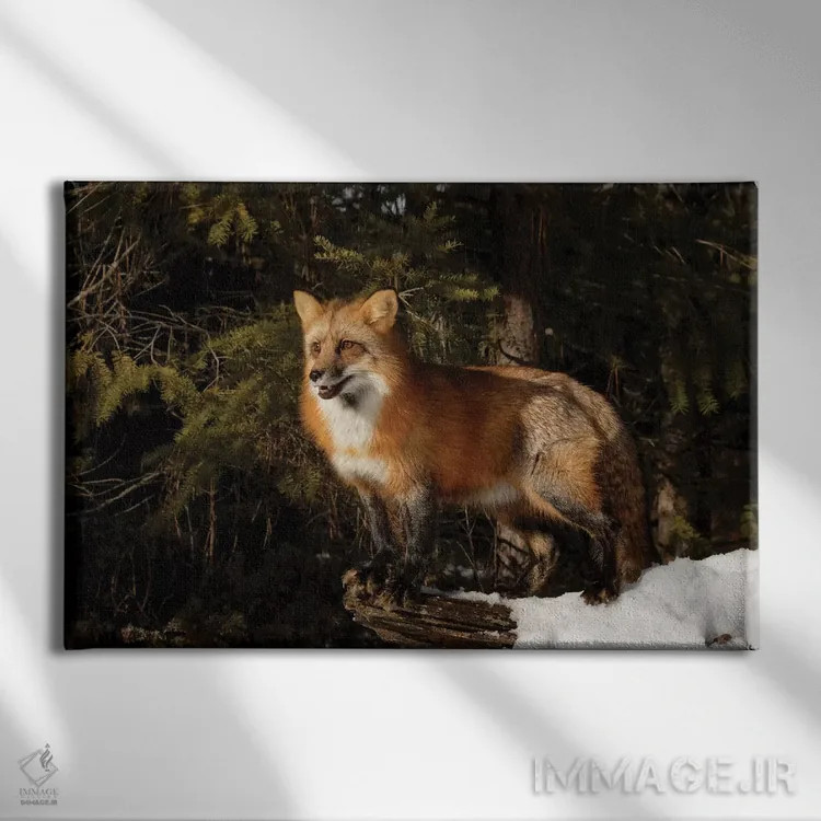 تابلو روباه قرمز در زمستان، مونتانا (گونه ولپکس ولپکس) اثر آدام جونز - نمای روبهرو روی دیوار