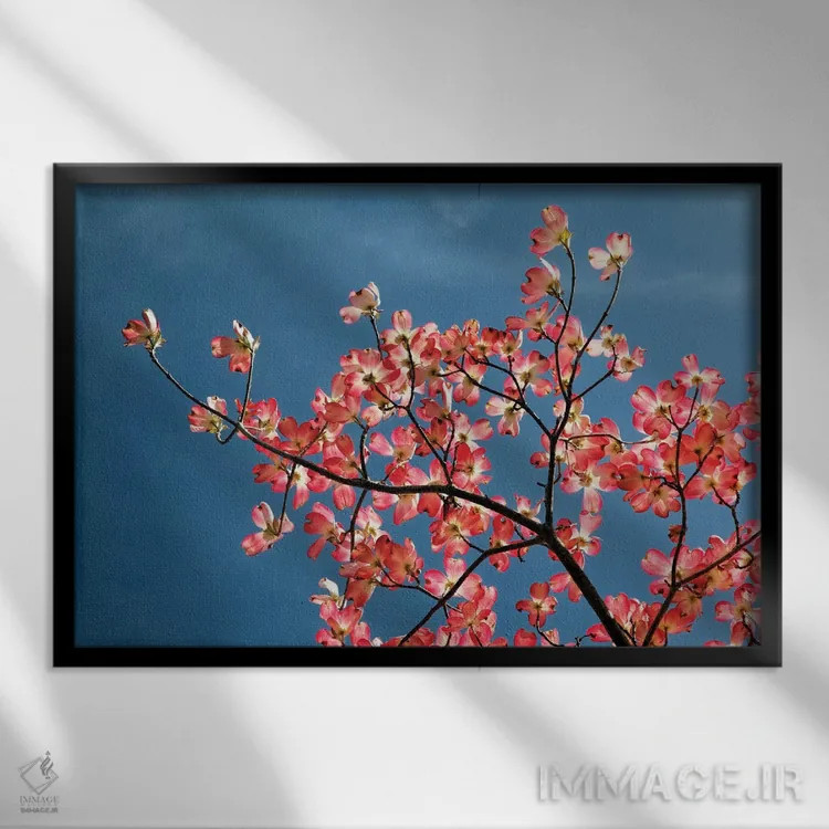 تابلو درخت داگوود صورتی در برابر آسمان آبی، لکسینگتون، کنتاکی اثر آدام جونز - نمای قابدار مشکی