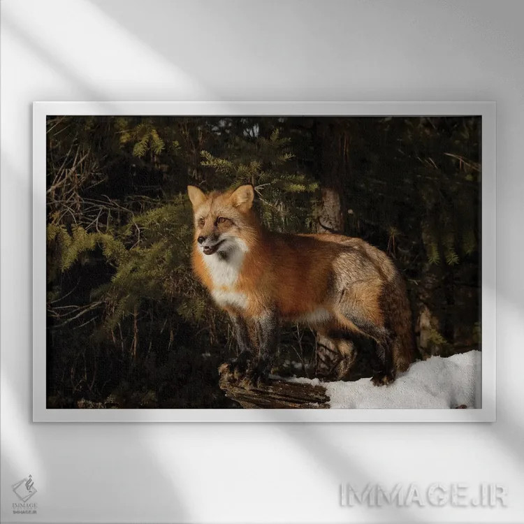 تابلو روباه قرمز در زمستان، مونتانا (گونه ولپکس ولپکس) اثر آدام جونز - نمای قابدار سفید