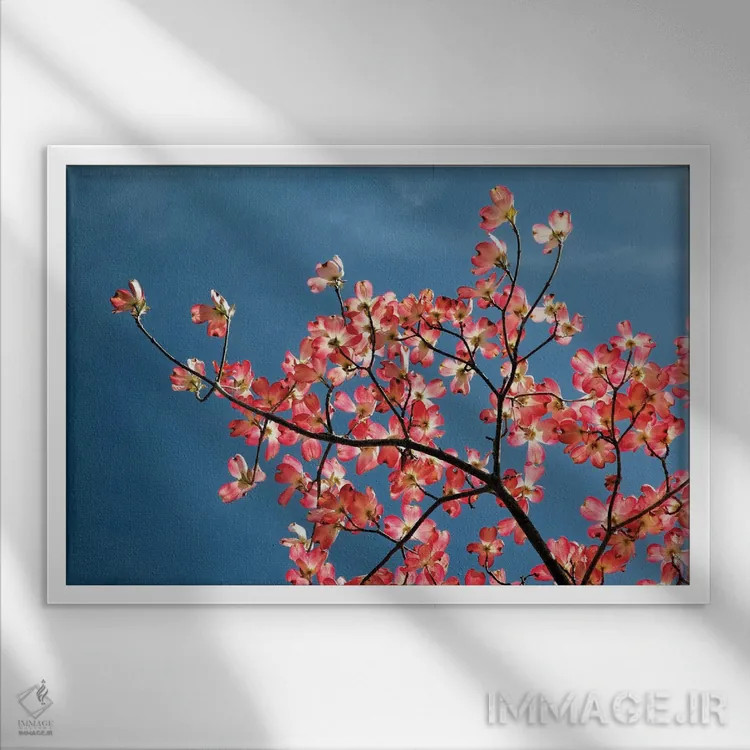 تابلو درخت داگوود صورتی در برابر آسمان آبی، لکسینگتون، کنتاکی اثر آدام جونز - نمای قابدار سفید