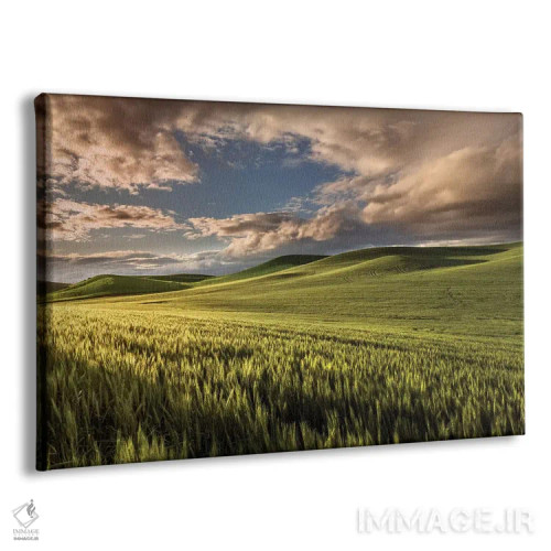 تابلو تپههای گندم در طلوع، منطقه پالوس، ایالت واشنگتن اثر آدام جونز - نمای پرسپکتیو محصول
