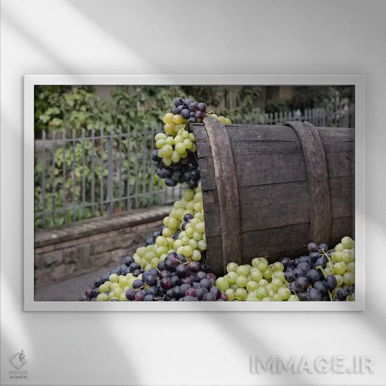 تابلو برداشت انگور (نمای نزدیک ۲)، جشن دلا اووا، ایمپرونتا، استان فلورانس، منطقه توسکانی، ایتالیا اثر آدام جونز - نمای قابدار سفید