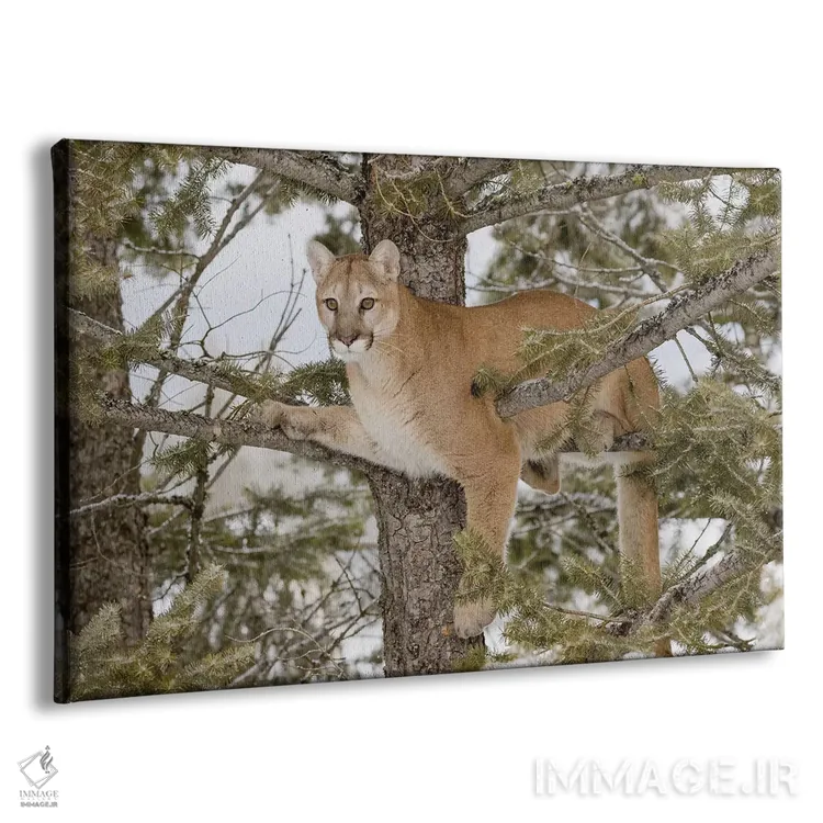 تابلو آبشار تاکوامنون، پارک ایالتی آبشار تاکوامنون، وایتفیش، میشیگان (۳) اثر آدام جونز - نمای پرسپکتیو محصول