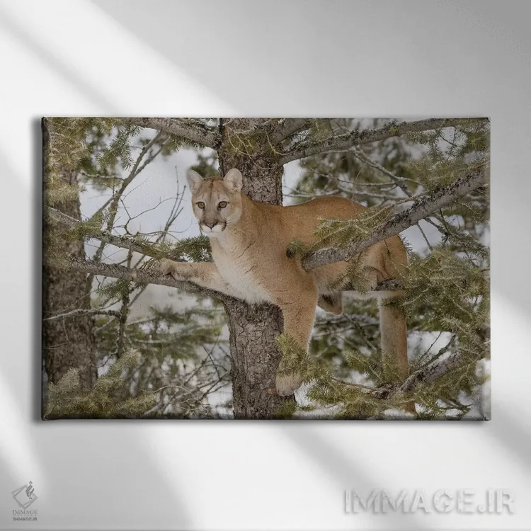 تابلو آبشار تاکوامنون، پارک ایالتی آبشار تاکوامنون، وایتفیش، میشیگان (۳) اثر آدام جونز - نمای روبهرو روی دیوار