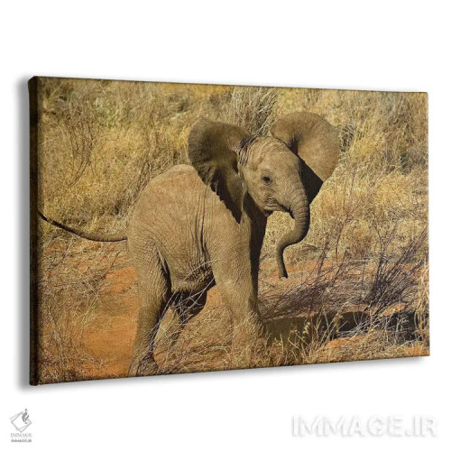 تابلو فیل آفریقایی نوزاد، منطقه حفاظتشده سامبورو، کنیا اثر آدام جونز - نمای پرسپکتیو محصول