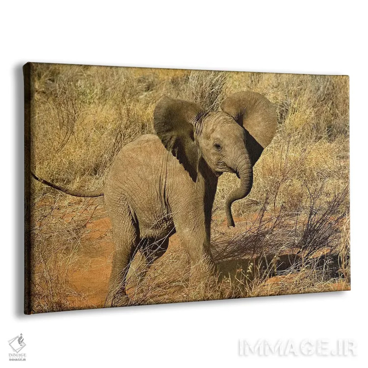 تابلو فیل آفریقایی نوزاد، منطقه حفاظتشده سامبورو، کنیا اثر آدام جونز - نمای پرسپکتیو محصول