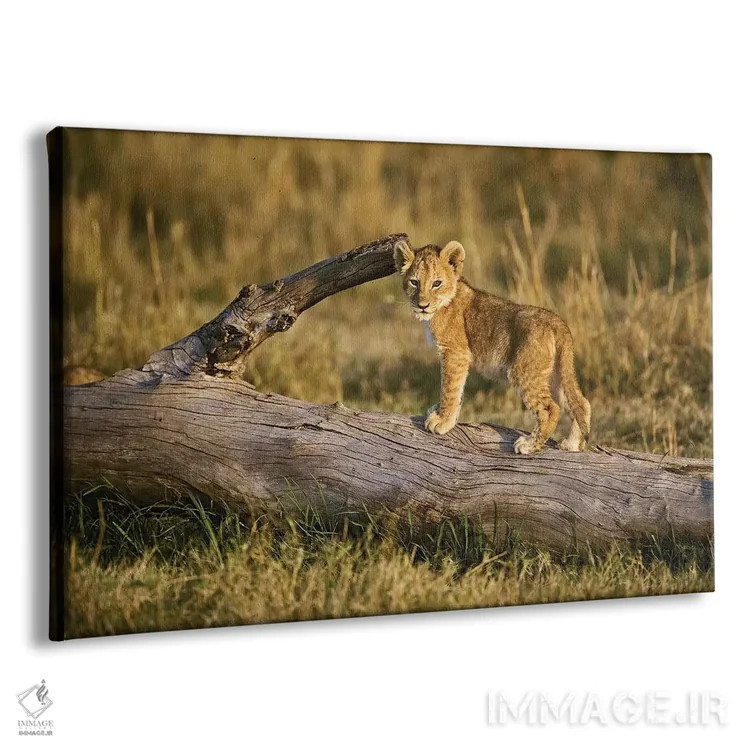 تابلو توله شیر روی کُنده، ماسایی مارا، کنیا اثر آدام جونز - نمای پرسپکتیو محصول