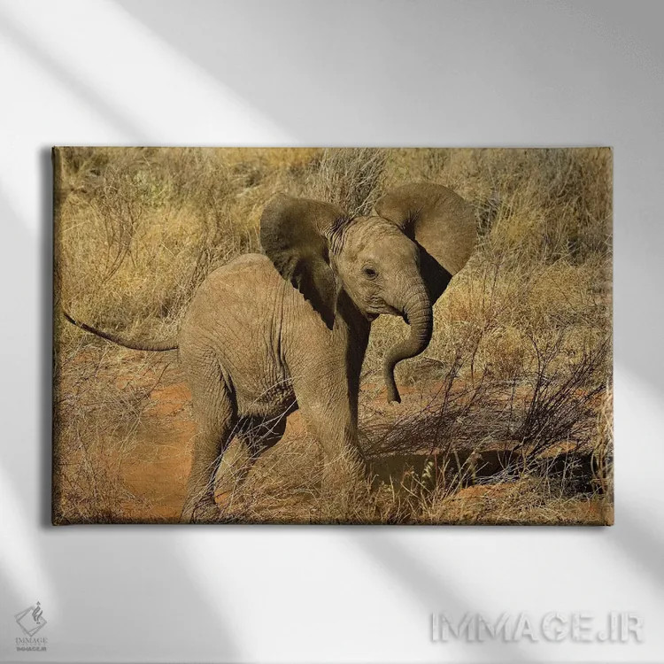 تابلو فیل آفریقایی نوزاد، منطقه حفاظتشده سامبورو، کنیا اثر آدام جونز - نمای روبهرو روی دیوار