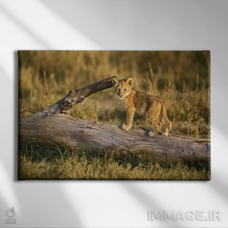 تابلو توله شیر روی کُنده، ماسایی مارا، کنیا اثر آدام جونز - نمای روبهرو روی دیوار