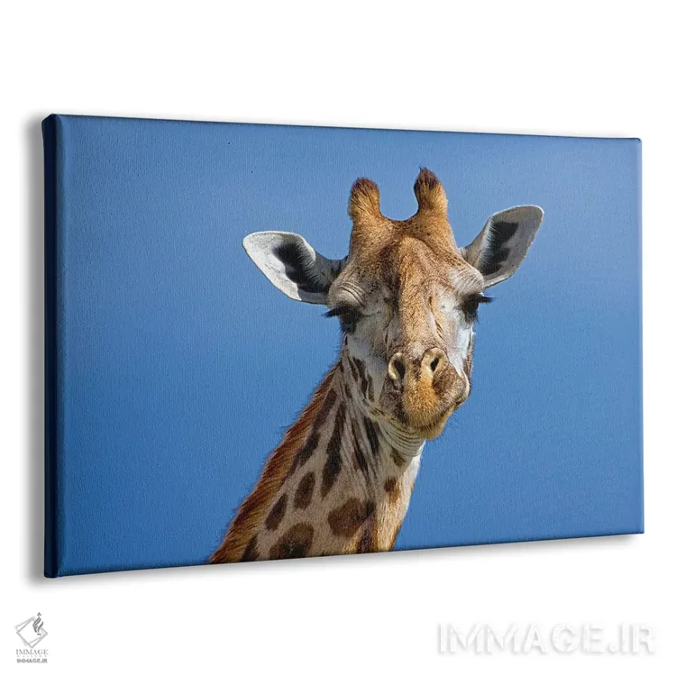 تابلو زرافه، منطقه حفاظتشده ماسایی مارا، کنیا اثر آدام جونز - نمای پرسپکتیو محصول