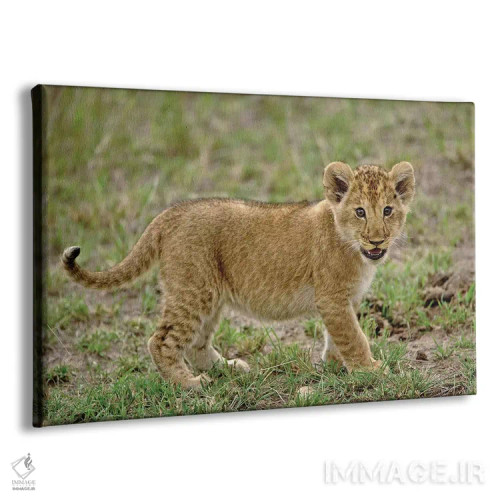 تابلو توله شیر جوان، منطقه حفاظتشده ماسایی مارا، کنیا اثر آدام جونز - نمای پرسپکتیو محصول