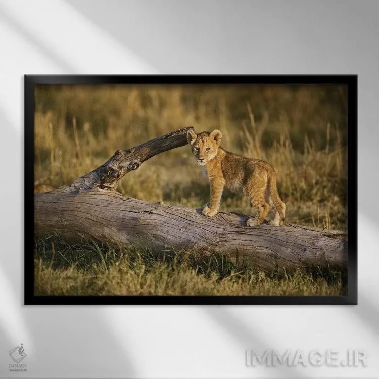 تابلو توله شیر روی کُنده، ماسایی مارا، کنیا اثر آدام جونز - نمای قابدار مشکی