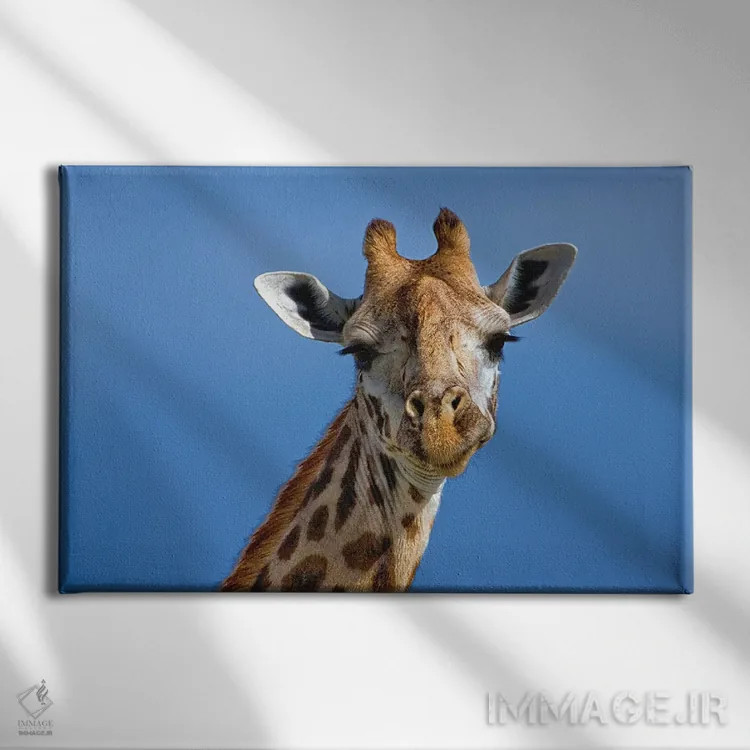 تابلو زرافه، منطقه حفاظتشده ماسایی مارا، کنیا اثر آدام جونز - نمای روبهرو روی دیوار