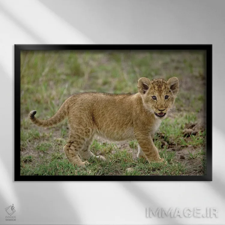 تابلو توله شیر جوان، منطقه حفاظتشده ماسایی مارا، کنیا اثر آدام جونز - نمای قابدار مشکی
