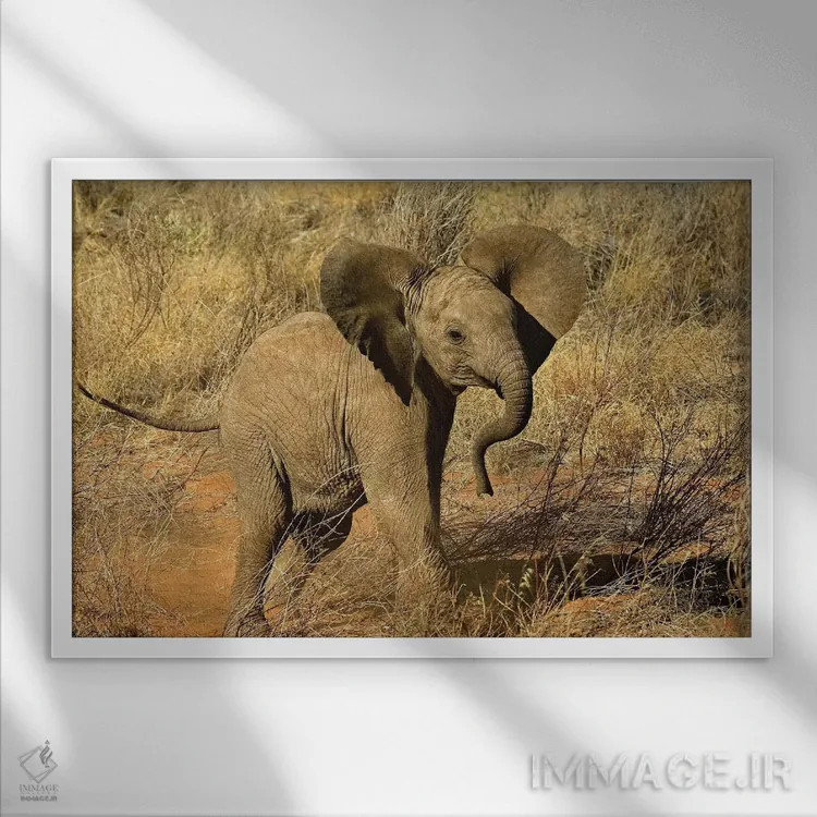تابلو فیل آفریقایی نوزاد، منطقه حفاظتشده سامبورو، کنیا اثر آدام جونز - نمای قابدار سفید