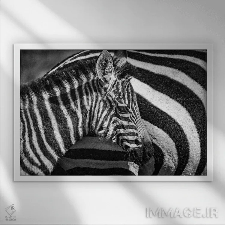 تابلو ذخیرهگاه ملی ماسایی مارا، شهرستان ناروک، کنیا I اثر الکس بیوس - نمای قابدار سفید