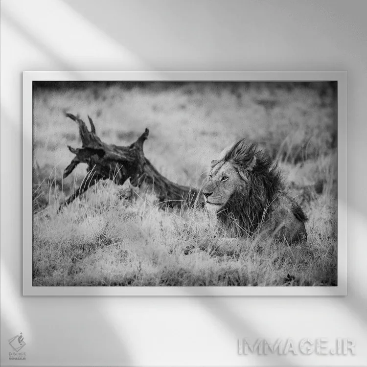 تابلو ذخیرهگاه ملی ماسایی مارا، شهرستان ناروک، کنیا II اثر الکس بیوس - نمای قابدار سفید