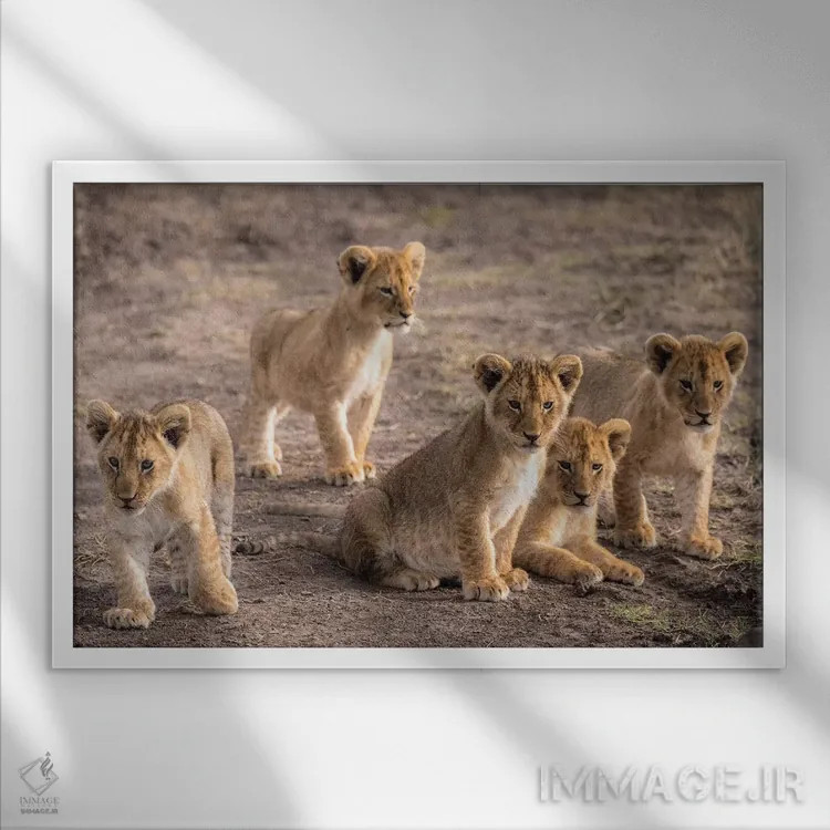 تابلو ذخیرهگاه ملی ماسایی مارا، شهرستان ناروک، کنیا IV اثر الکس بیوس - نمای قابدار سفید