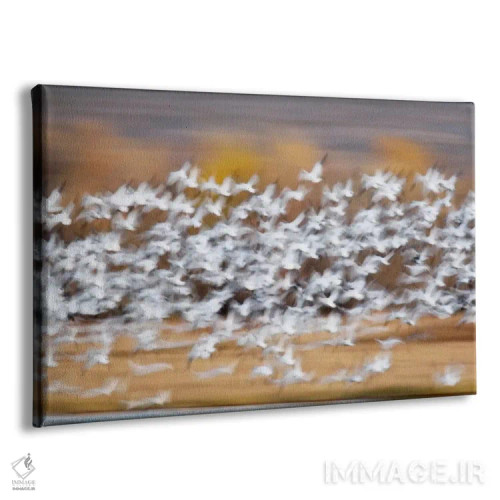 تابلو نمای حرکتی بلور دسته غازهای برفی در پرواز، پناهگاه ملی حیات وحش بوسکه دل آپاچی، نیومکزیکو، آمریکا اثر آرتور موریس - نمای پرسپکتیو محصول