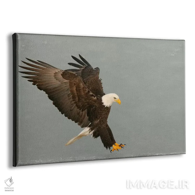 تابلو عقاب سرسفید در حال شکار، هومر، آلاسکا، آمریکا اثر آرتور موریس - نمای پرسپکتیو محصول