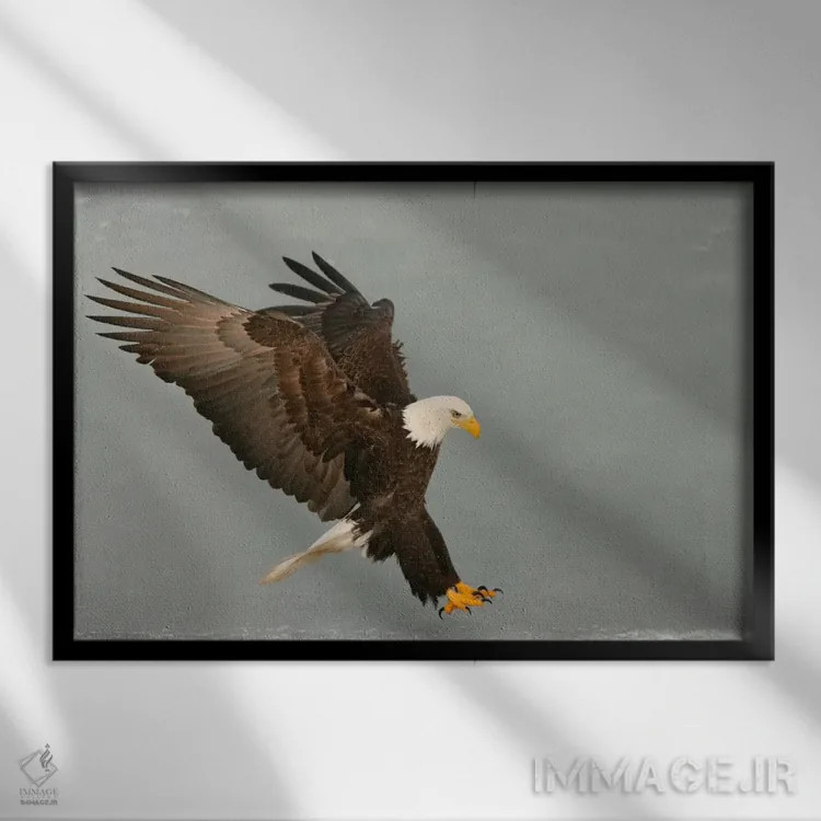 تابلو عقاب سرسفید در حال شکار، هومر، آلاسکا، آمریکا اثر آرتور موریس - نمای قابدار مشکی