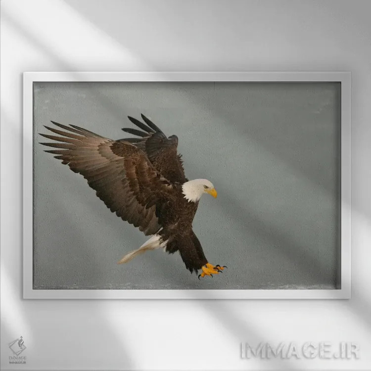 تابلو عقاب سرسفید در حال شکار، هومر، آلاسکا، آمریکا اثر آرتور موریس - نمای قابدار سفید