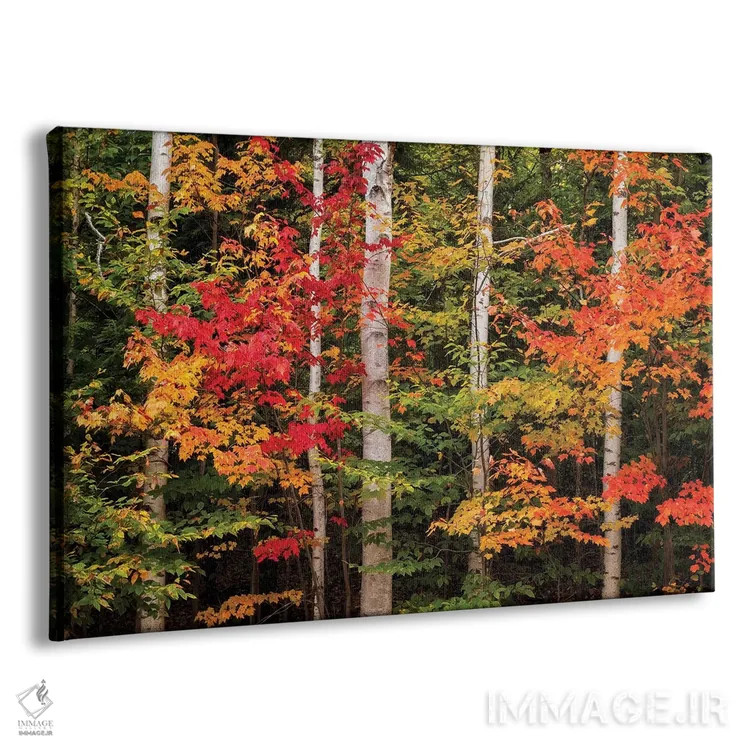 تابلو آمریکا، نیوهمپشایر، کوههای سفید، افرا و توس سفید اثر آن کالینز - نمای پرسپکتیو محصول