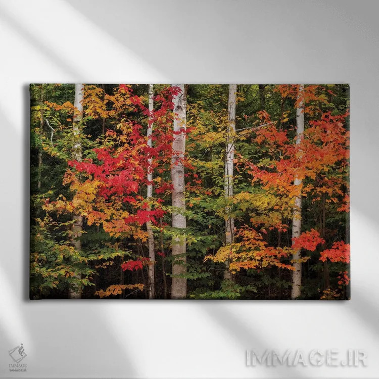 تابلو آمریکا، نیوهمپشایر، کوههای سفید، افرا و توس سفید اثر آن کالینز - نمای روبهرو روی دیوار