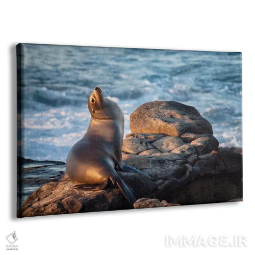 تابلو آمریکا، کالیفرنیا، لاجویا، شیر دریایی در خلیج لاجویا اثر آن کالینز - نمای پرسپکتیو محصول