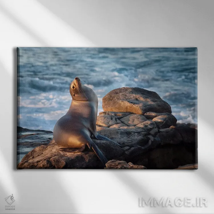 تابلو آمریکا، کالیفرنیا، لاجویا، شیر دریایی در خلیج لاجویا اثر آن کالینز - نمای روبهرو روی دیوار