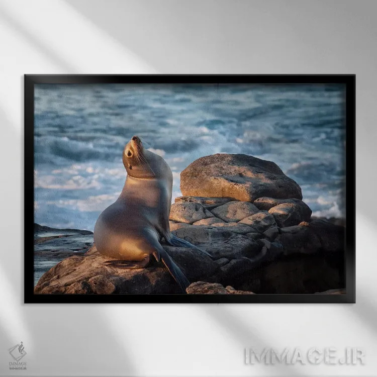 تابلو آمریکا، کالیفرنیا، لاجویا، شیر دریایی در خلیج لاجویا اثر آن کالینز - نمای قابدار مشکی