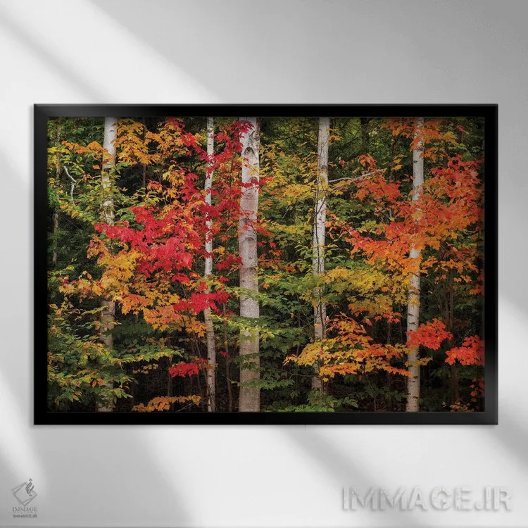 تابلو آمریکا، نیوهمپشایر، کوههای سفید، افرا و توس سفید اثر آن کالینز - نمای قابدار مشکی