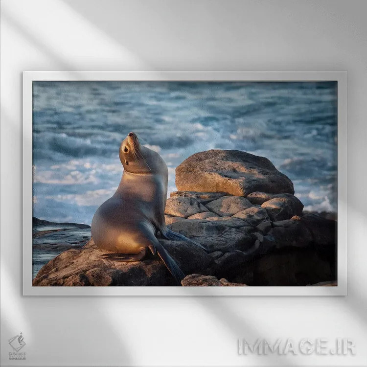 تابلو آمریکا، کالیفرنیا، لاجویا، شیر دریایی در خلیج لاجویا اثر آن کالینز - نمای قابدار سفید