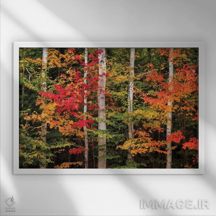 تابلو آمریکا، نیوهمپشایر، کوههای سفید، افرا و توس سفید اثر آن کالینز - نمای قابدار سفید