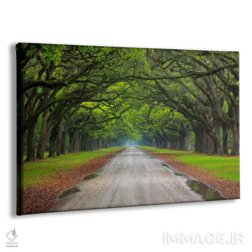 تابلو Wormsloe Plantation, Savannah, Georgia, USA,خیابان بلوط، مزرعه ورمزلو، ساوانا، جورجیا، آمریکا اثر جوآن ولز - نمای پرسپکتیو محصول