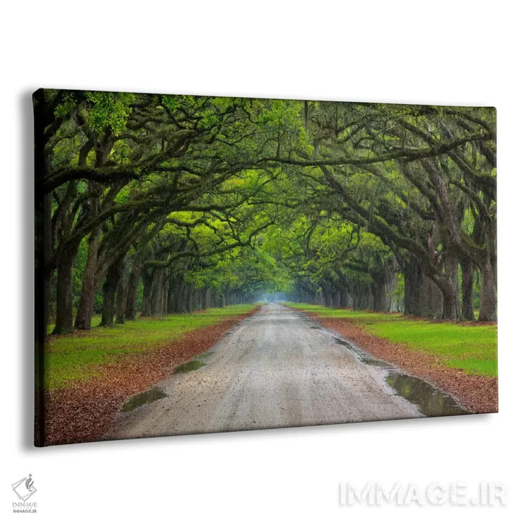 تابلو Wormsloe Plantation, Savannah, Georgia, USA,خیابان بلوط، مزرعه ورمزلو، ساوانا، جورجیا، آمریکا اثر جوآن ولز - نمای پرسپکتیو محصول