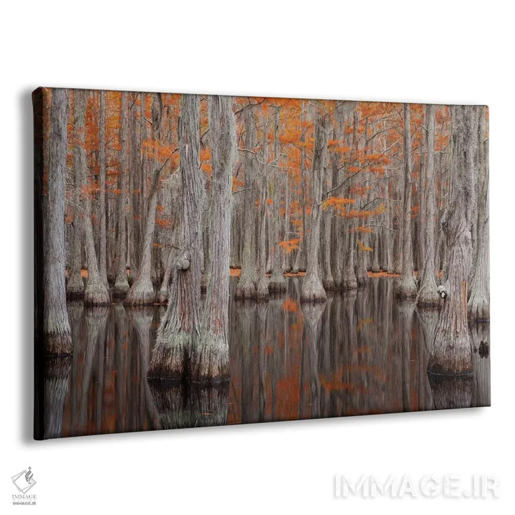 تابلو George Smith State Park, Georgia. Fall cypress trees.,آمریکا، پارک ایالتی جرج اسمیت، جورجیا. درختان سرو در پاییز اثر جوآن ولز - نمای پرسپکتیو محصول