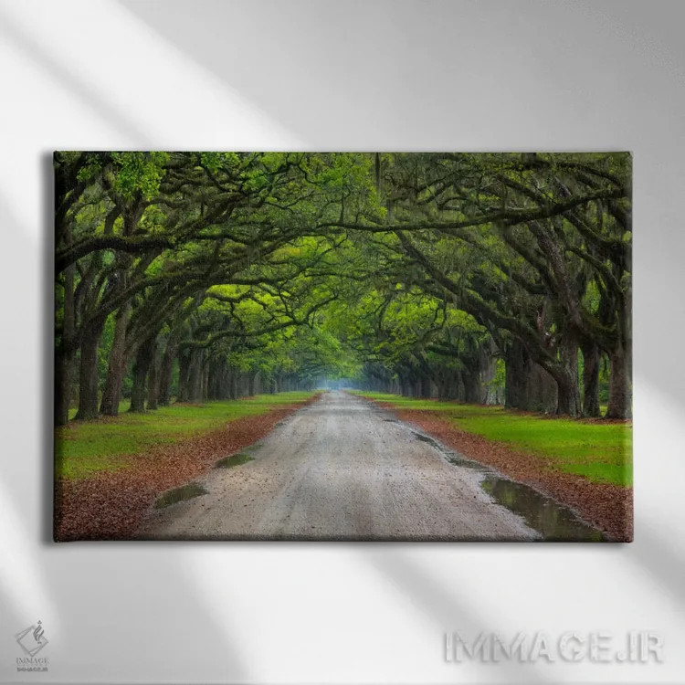 تابلو Wormsloe Plantation, Savannah, Georgia, USA,خیابان بلوط، مزرعه ورمزلو، ساوانا، جورجیا، آمریکا اثر جوآن ولز - نمای روبهرو روی دیوار