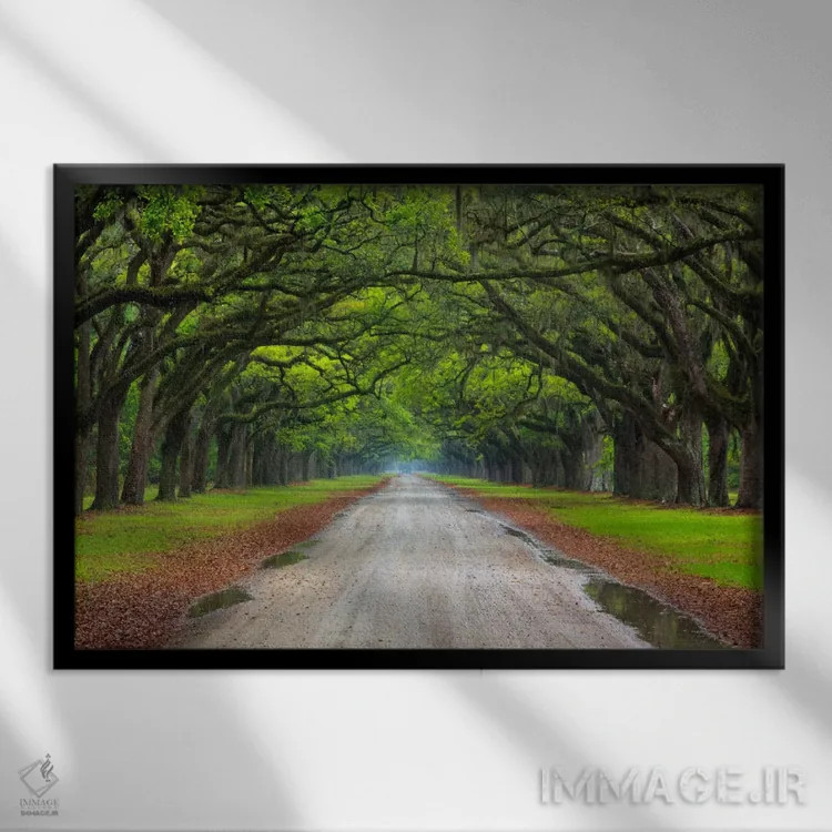 تابلو Wormsloe Plantation, Savannah, Georgia, USA,خیابان بلوط، مزرعه ورمزلو، ساوانا، جورجیا، آمریکا اثر جوآن ولز - نمای قابدار مشکی