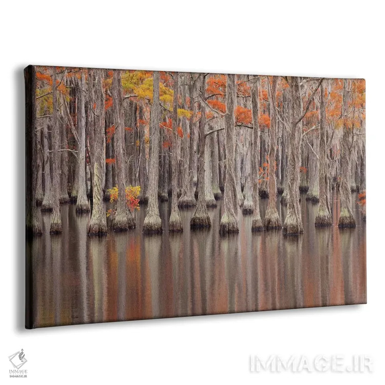 تابلو Georgia. Cypress trees in the fall at George Smith State Park.,آمریکا، جورجیا. درختان سرو در پاییز در پارک ایالتی جرج اسمیت اثر جوآن ولز - نمای پرسپکتیو محصول