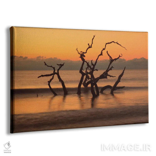 تابلو Georgia. Jekyll Island, Driftwood Beach at sunrise.,آمریکا، جورجیا. جزیره جکیل، ساحل دریفتوود در سپیدهدم اثر جوآن ولز - نمای پرسپکتیو محصول